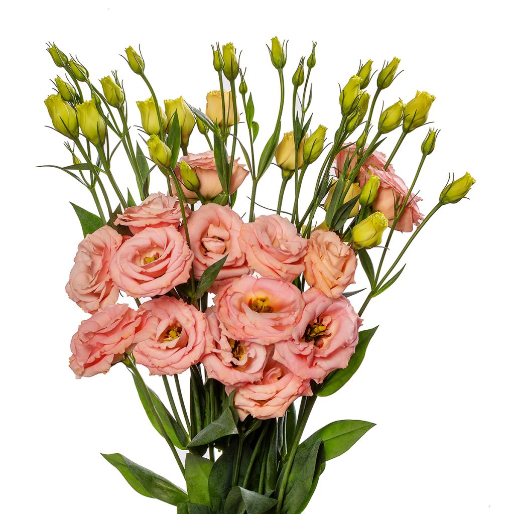 Lisianthus F1 LisAdora Apricot III (semi rivestiti) - Eustoma