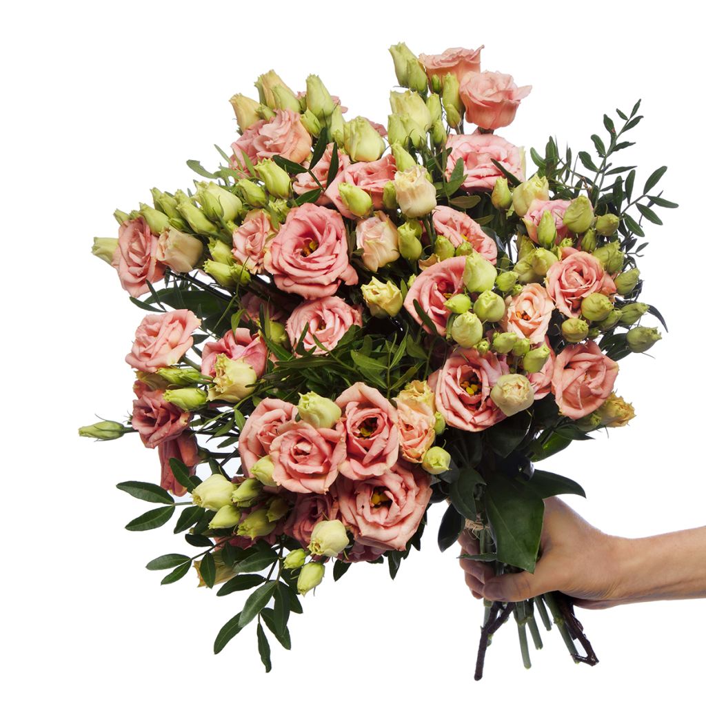 Lisianthus F1 LisAdora Apricot III (semi rivestiti) - Eustoma