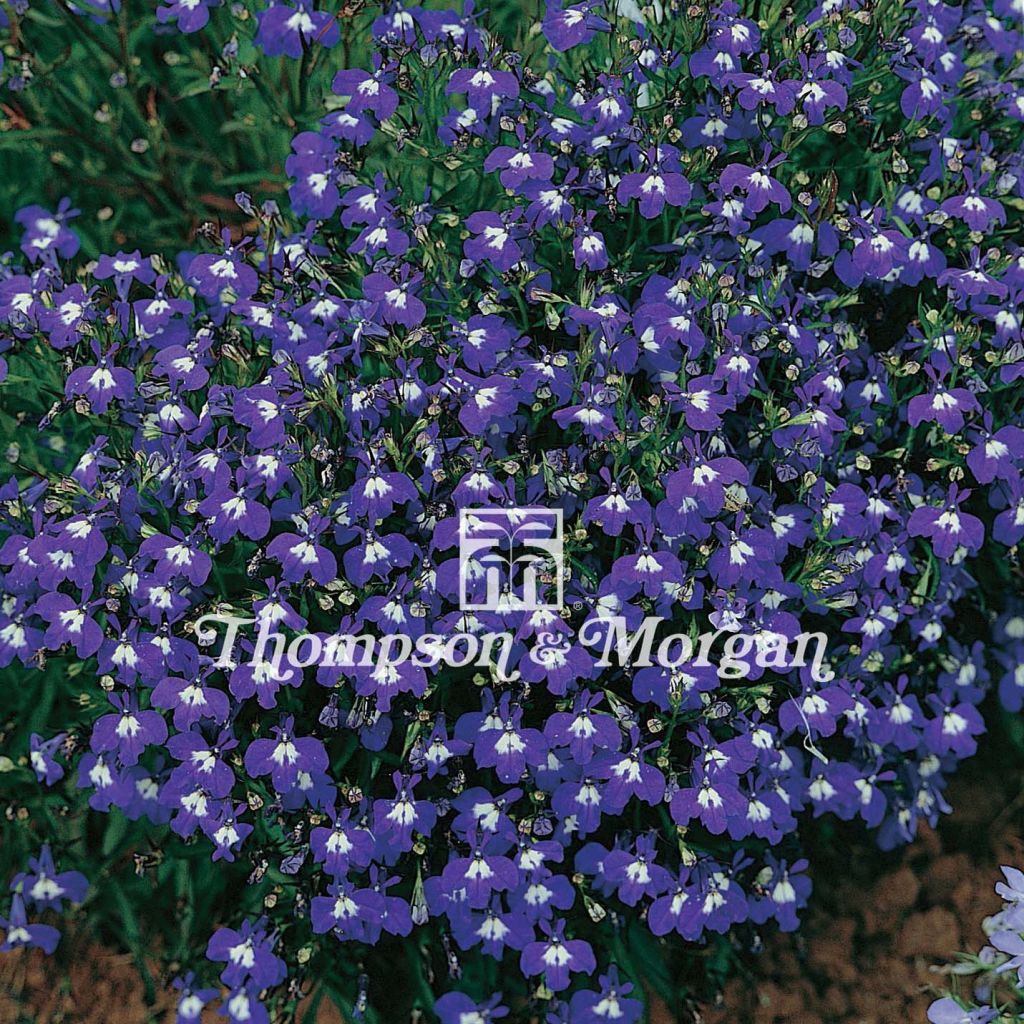 Graines de Lobelia Mrs. Clibran Improved