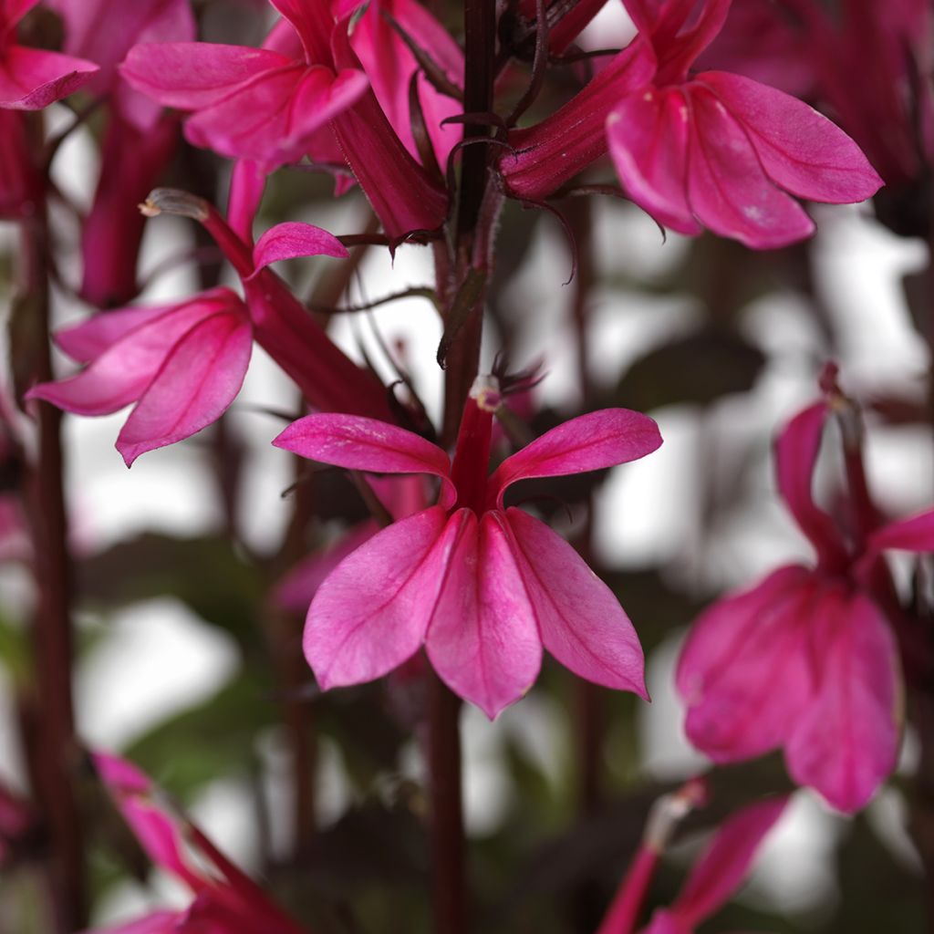 Lobelia speciosa Starship Rose  (Semi rivestiti)
