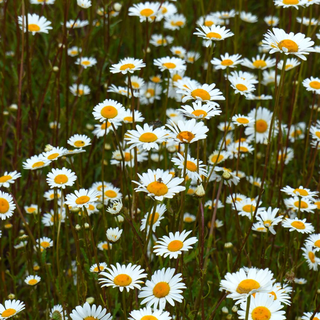 Leucanthemum vulgare BIO  (semi) - Margherita comune