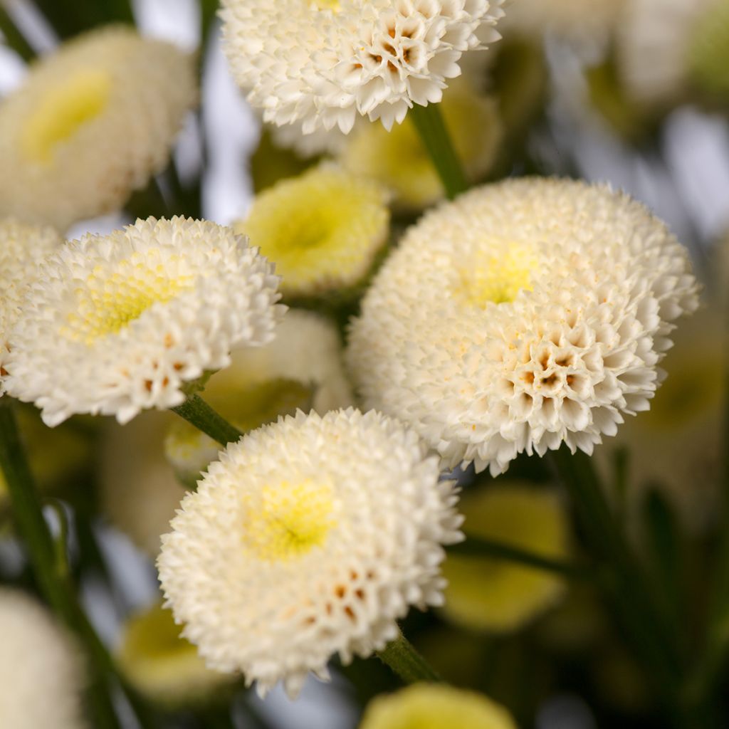 Tanacetum parthenium Baya (Semi rivestiti) - Tanaceto