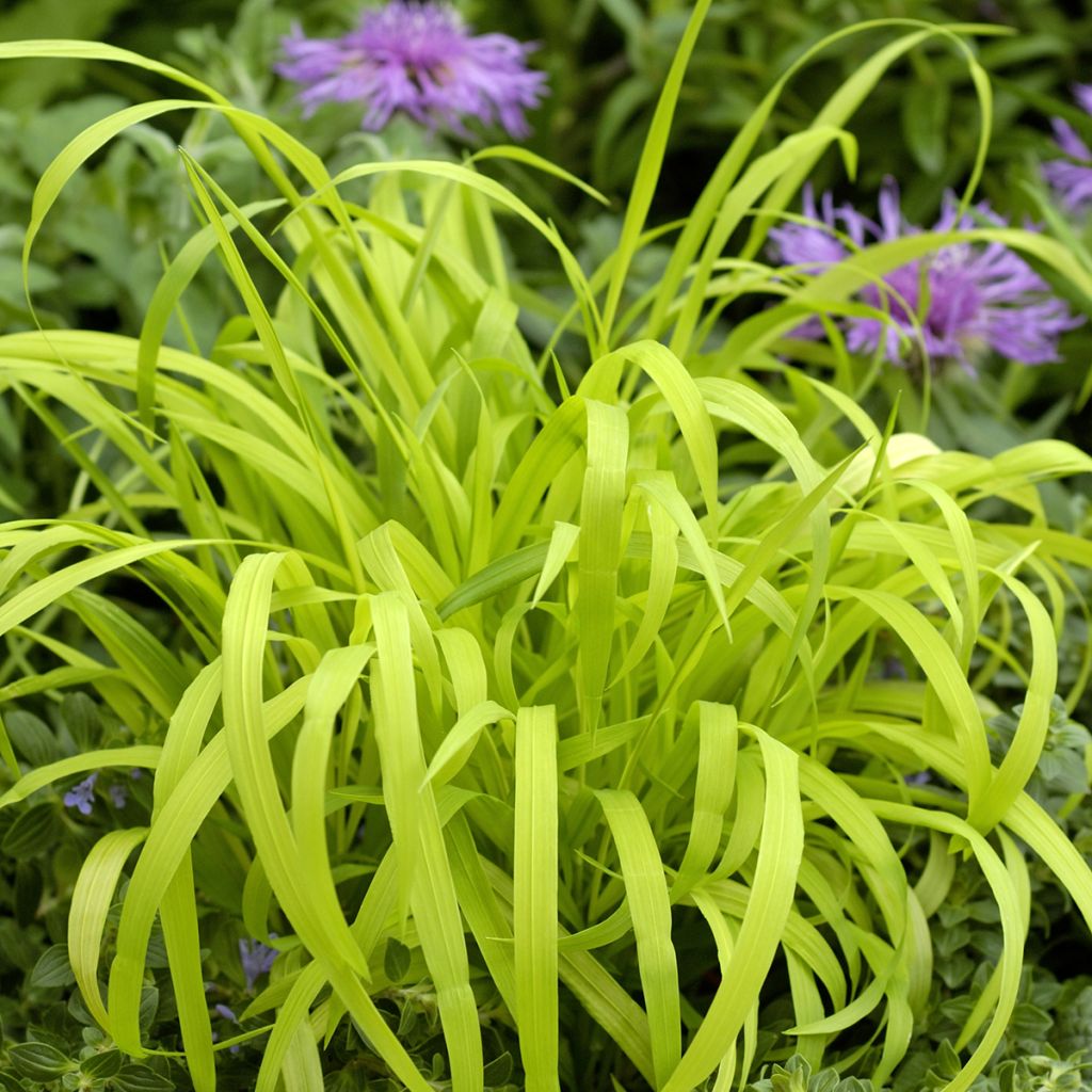 Milium effusum Aureum (semi) - Miglio selvatico