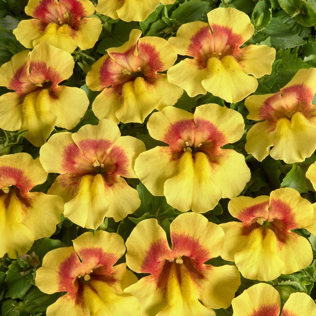 Mimulus Medius F1 Yellow Bicolour (semi)