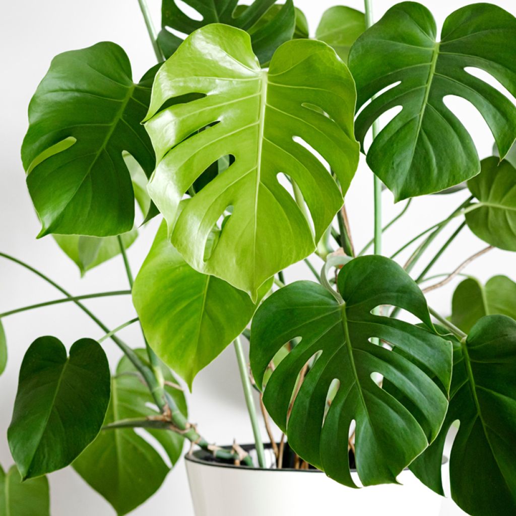 Monstera deliciosa (semi)