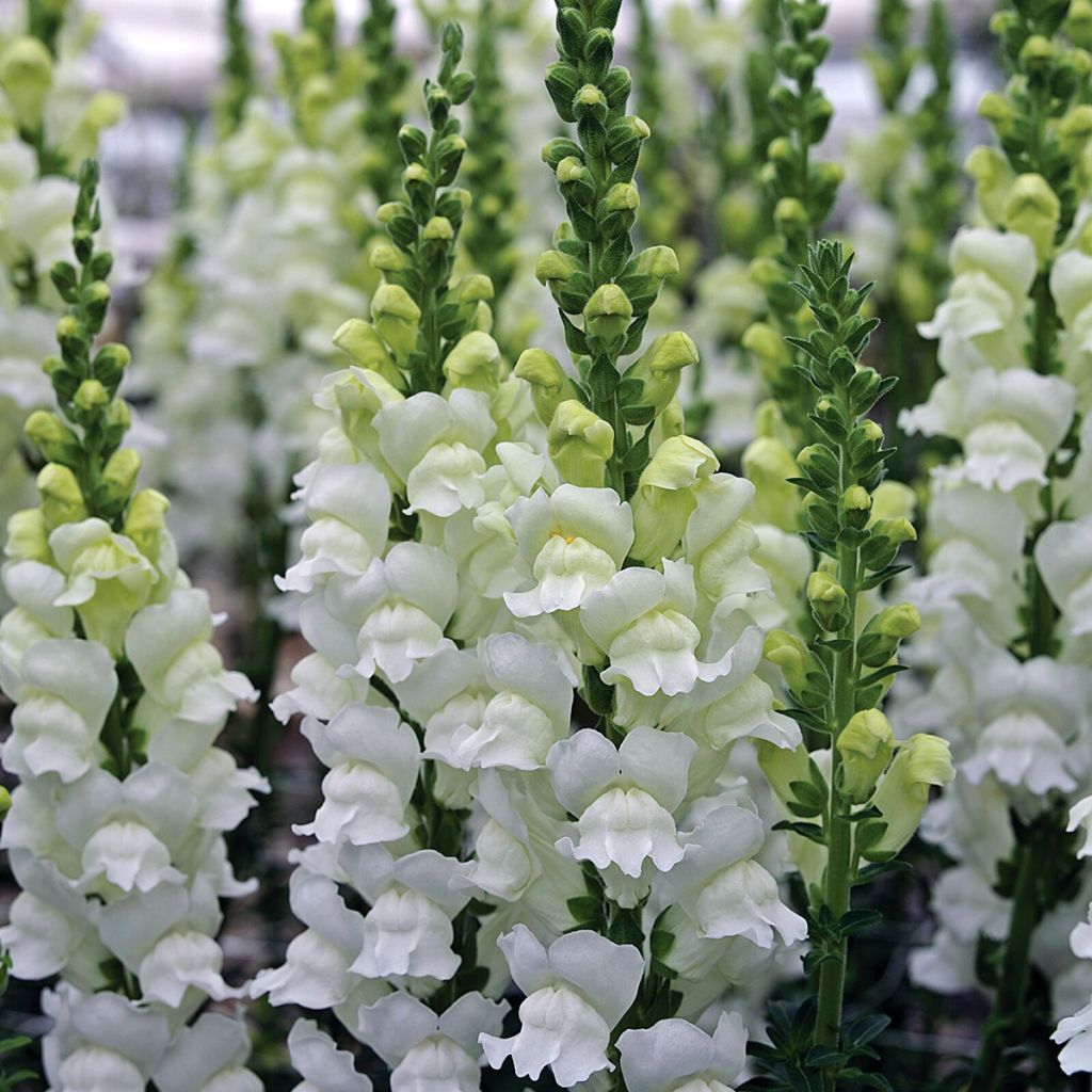 Antirrhinum Opus III/IV Fresh White (semi) - Antirrino