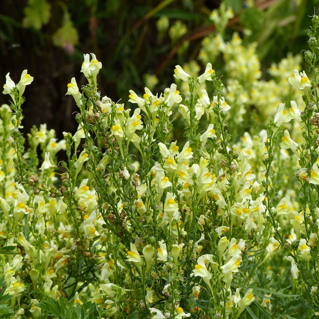 Antirrhinum Lemon Sherbet (semi) - Antirrino