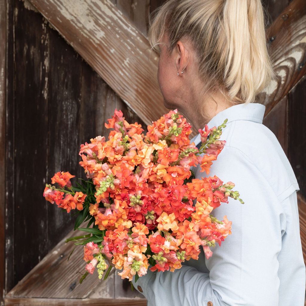 Antirrhinum Madame Butterfly Bronze (semi) - Antirrino