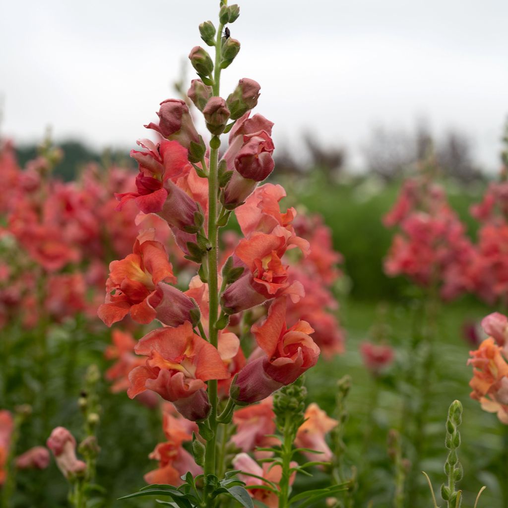 Antirrhinum Madame Butterfly Bronze (semi) - Antirrino