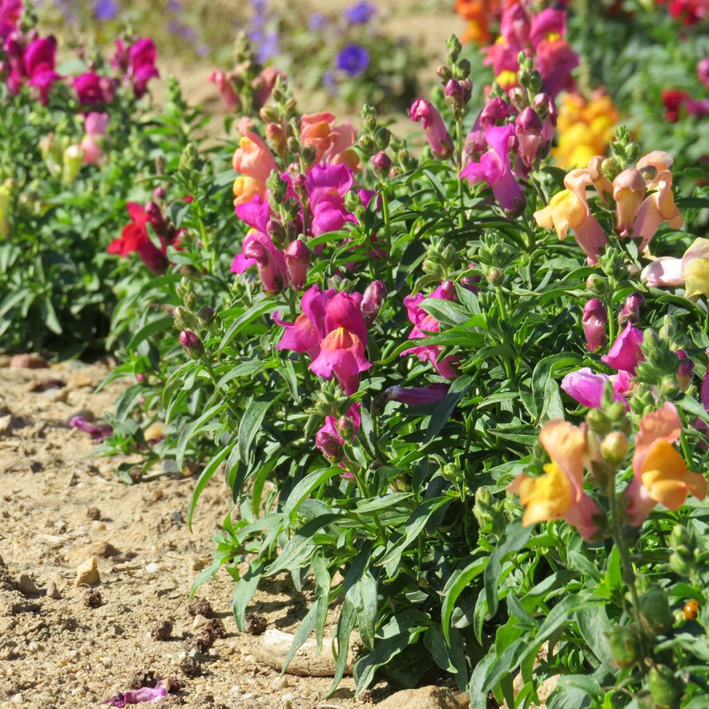 Antirrhinum Magic Carpet Mix (semi) - Antirrino