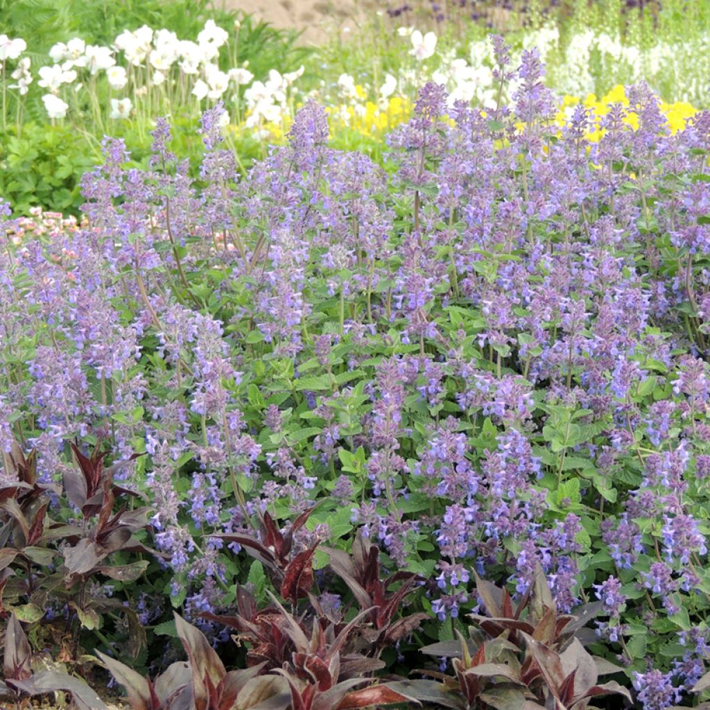 Nepeta racemosa Blu (semi)