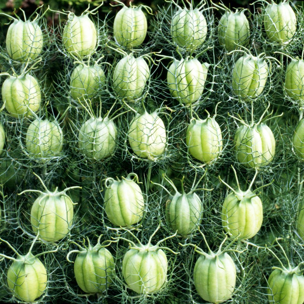 Damigella scapigliata Blanche à capsule verte