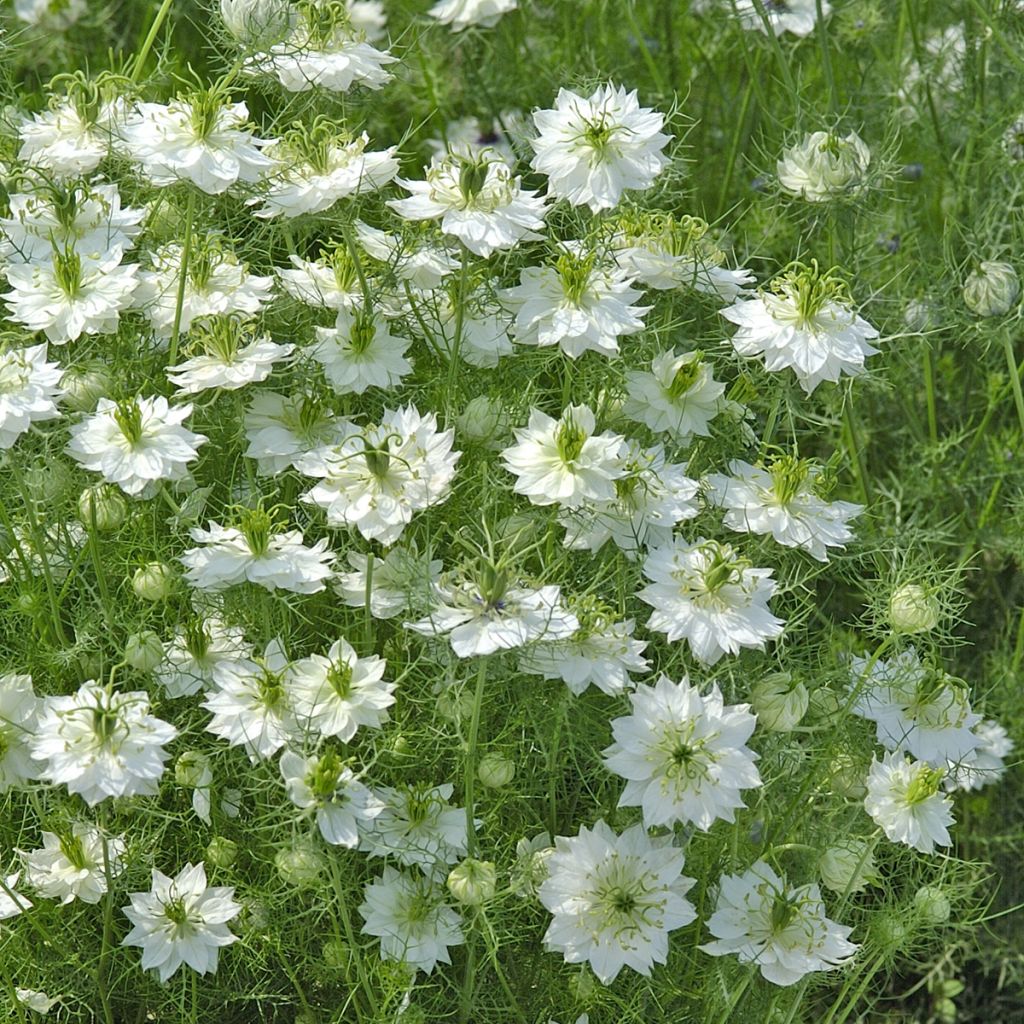 Damigella scapigliata Blanche à capsule verte