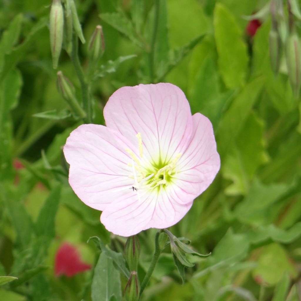 Oenothera speciosa Evening Pink (semi)