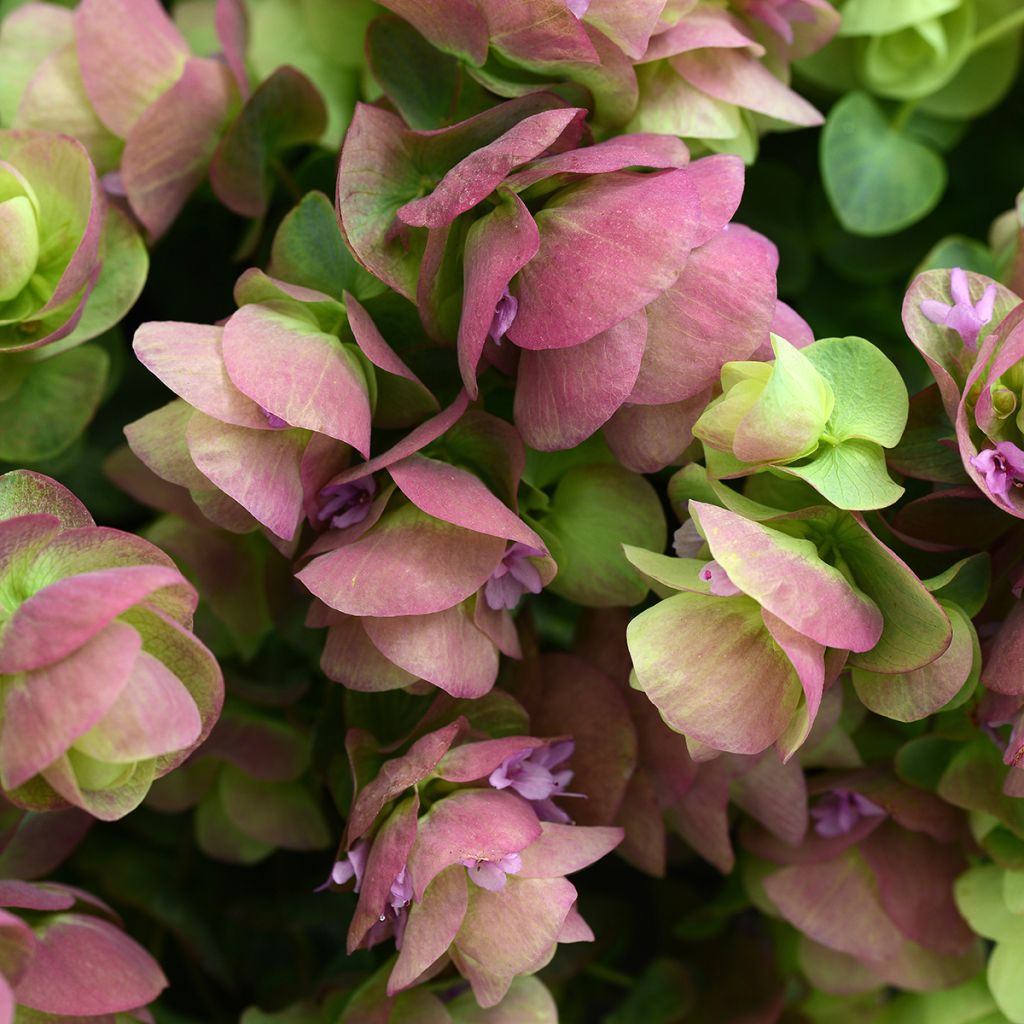 Origano Kirigami (Semi rivestiti)