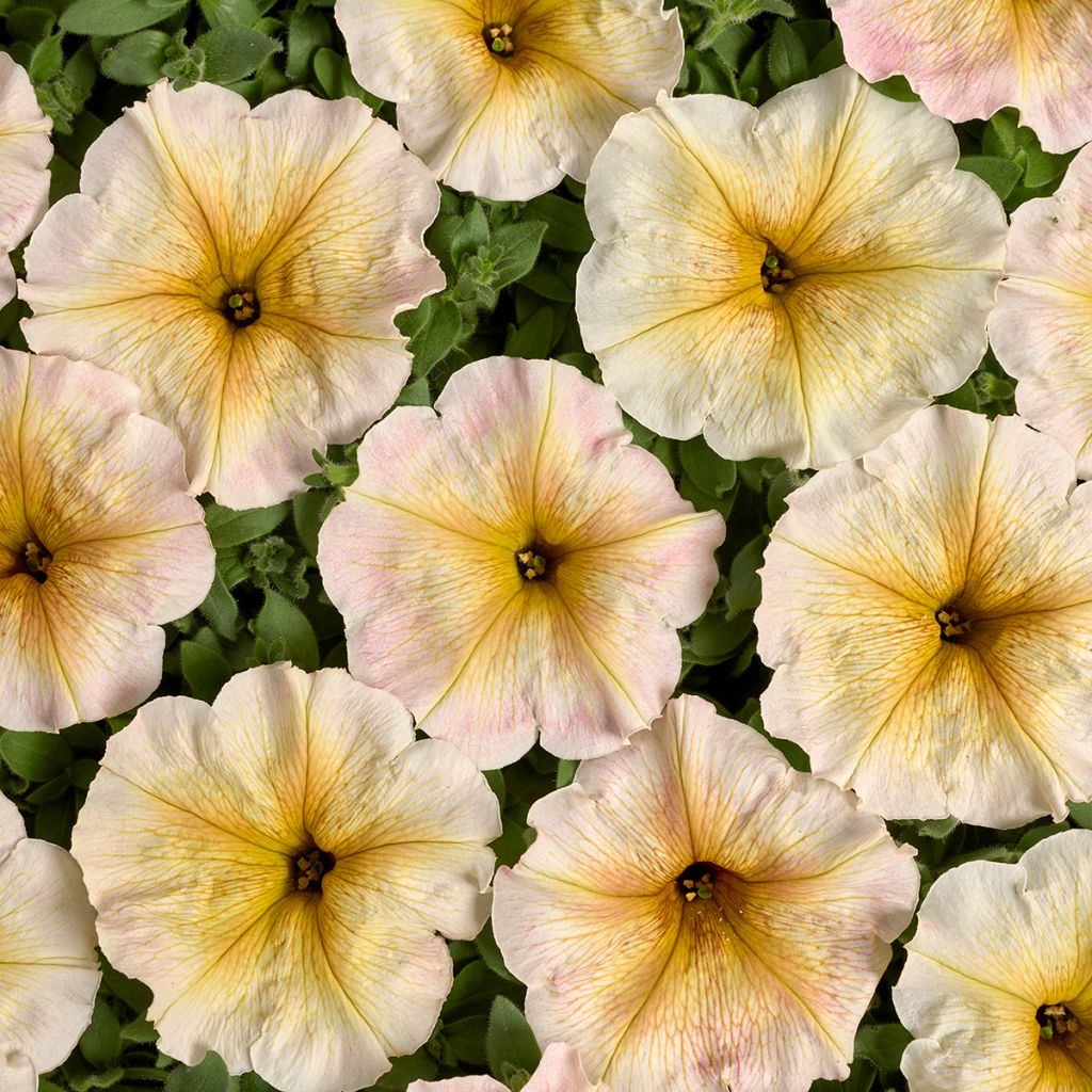 Petunia Ingrid F1 (Semi rivestiti)