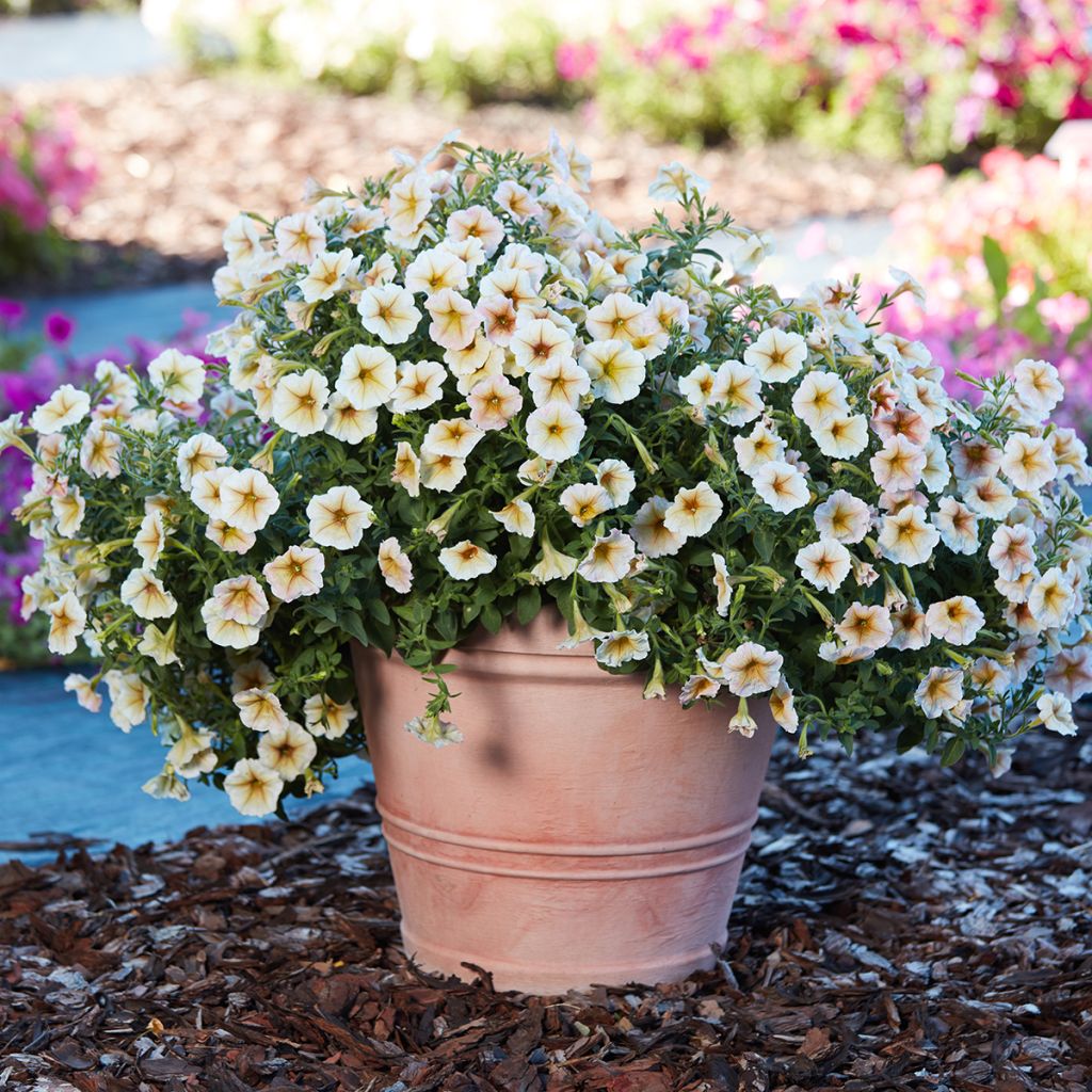 Petunia Ingrid F1 (Semi rivestiti)
