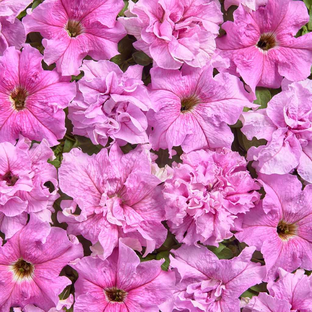 Petunia grandiflora Peace (Semi rivestiti)