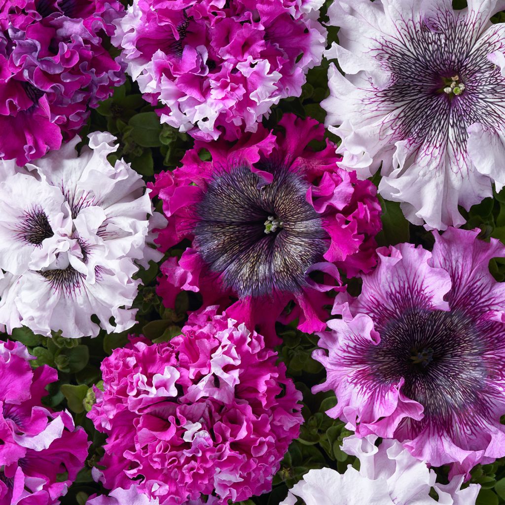 Petunia grandiflora Superbissima Cerny's Triumph (Semi rivestiti)