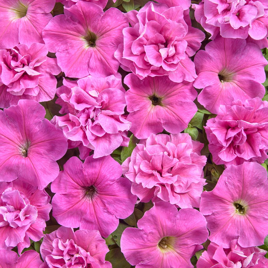 Petunia multiflora Rosa Bonheur (Semi rivestiti)