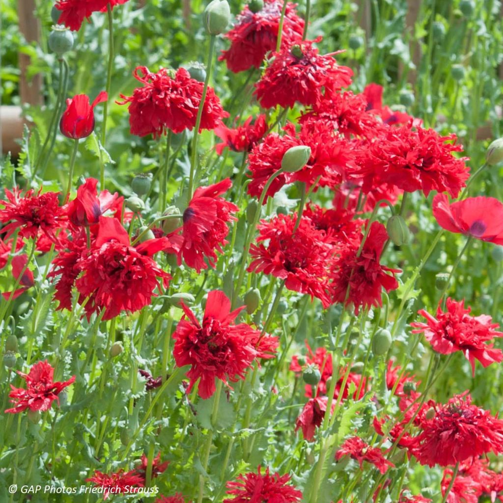 Papavero da oppio Red Peony