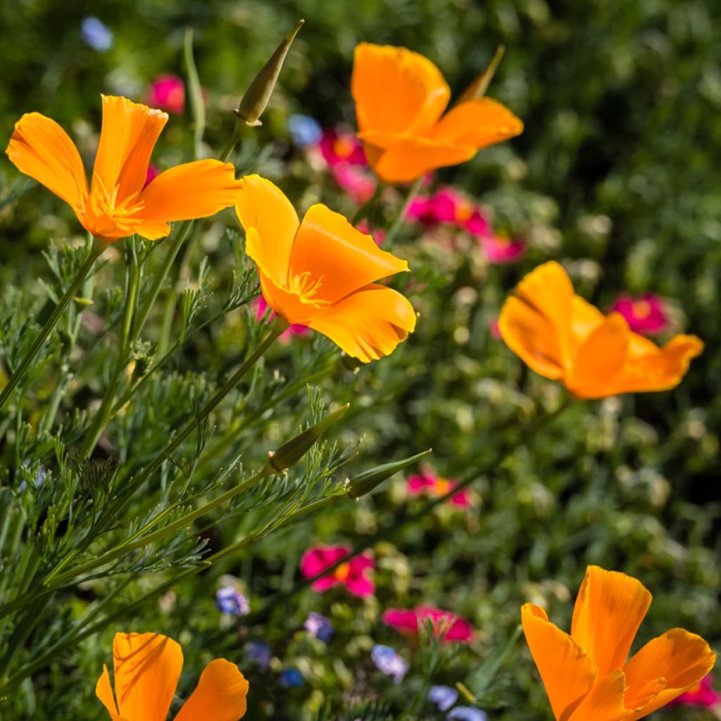 Eschscholzia Orange King - Papavero della California