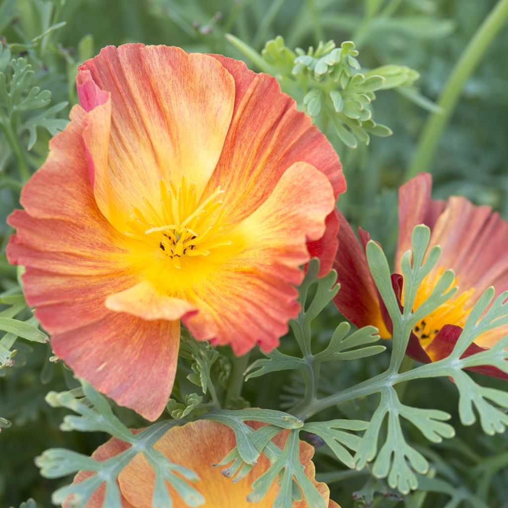Eschscholzia Thai Silk Apricot Chiffon - Papavero della California