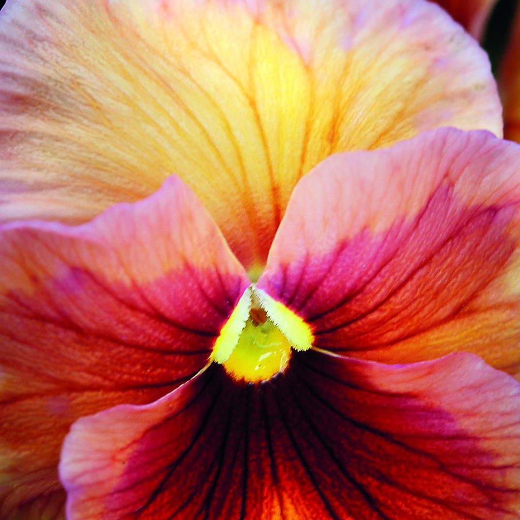 Viola Inspire Peach Shades (semi) - Viola del pensiero