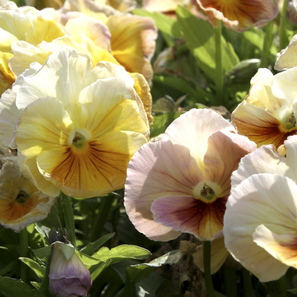 Viola Inspire Peach Shades (semi) - Viola del pensiero