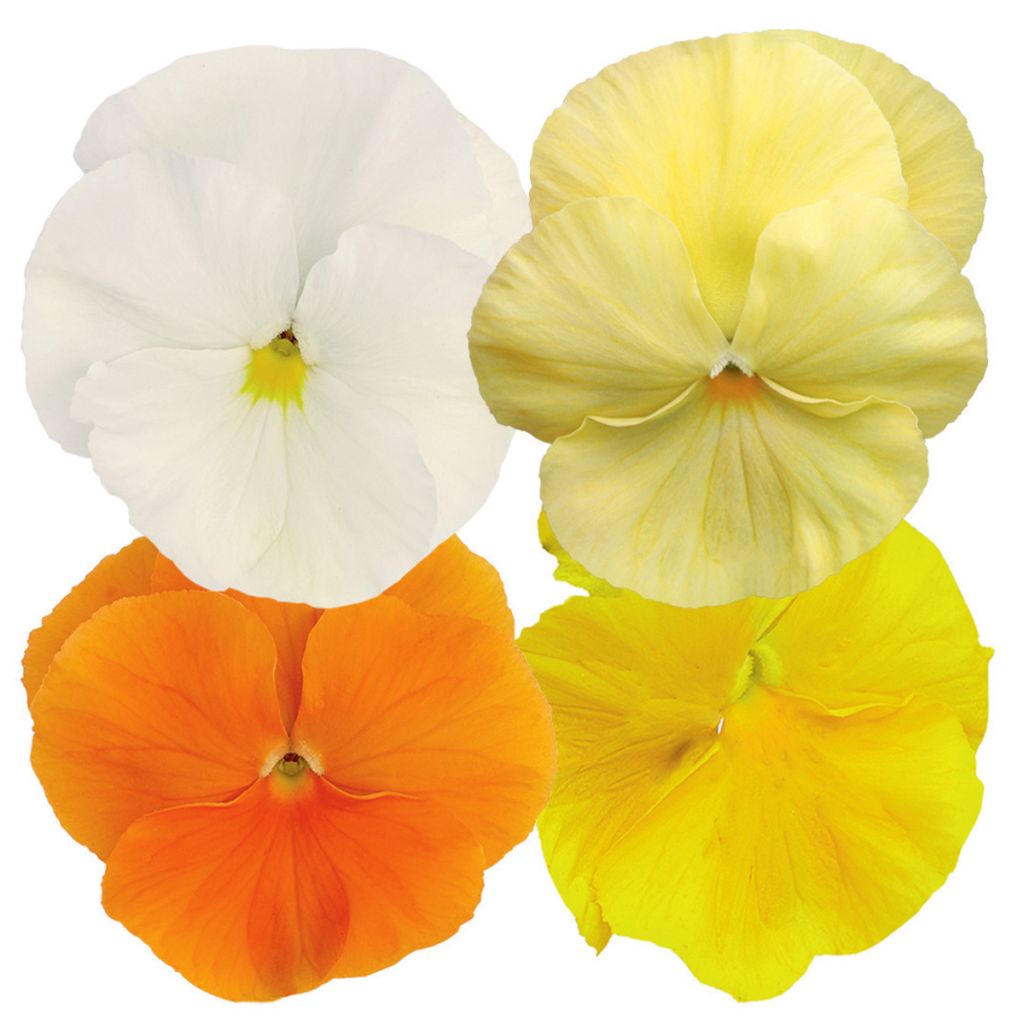 Viola Inspire Plus Sunny Day Mix (semi) - Viola del pensiero