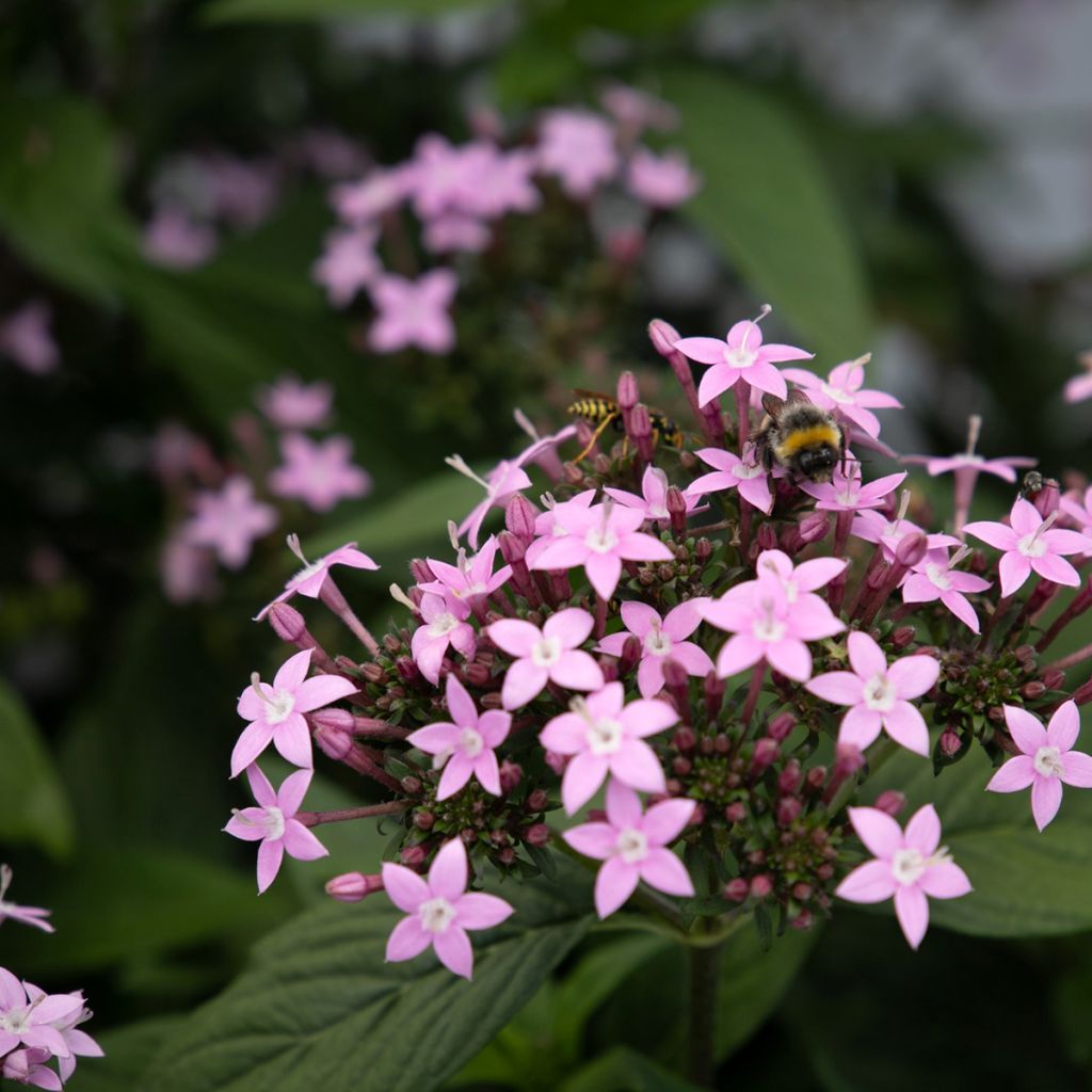 Pentas Northern Lights Lavender (semi) - Stella egiziana