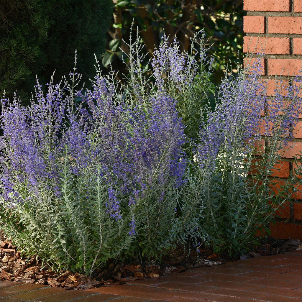 Perovskia atriplicifolia Blue Steel (semi) - Salvia russa