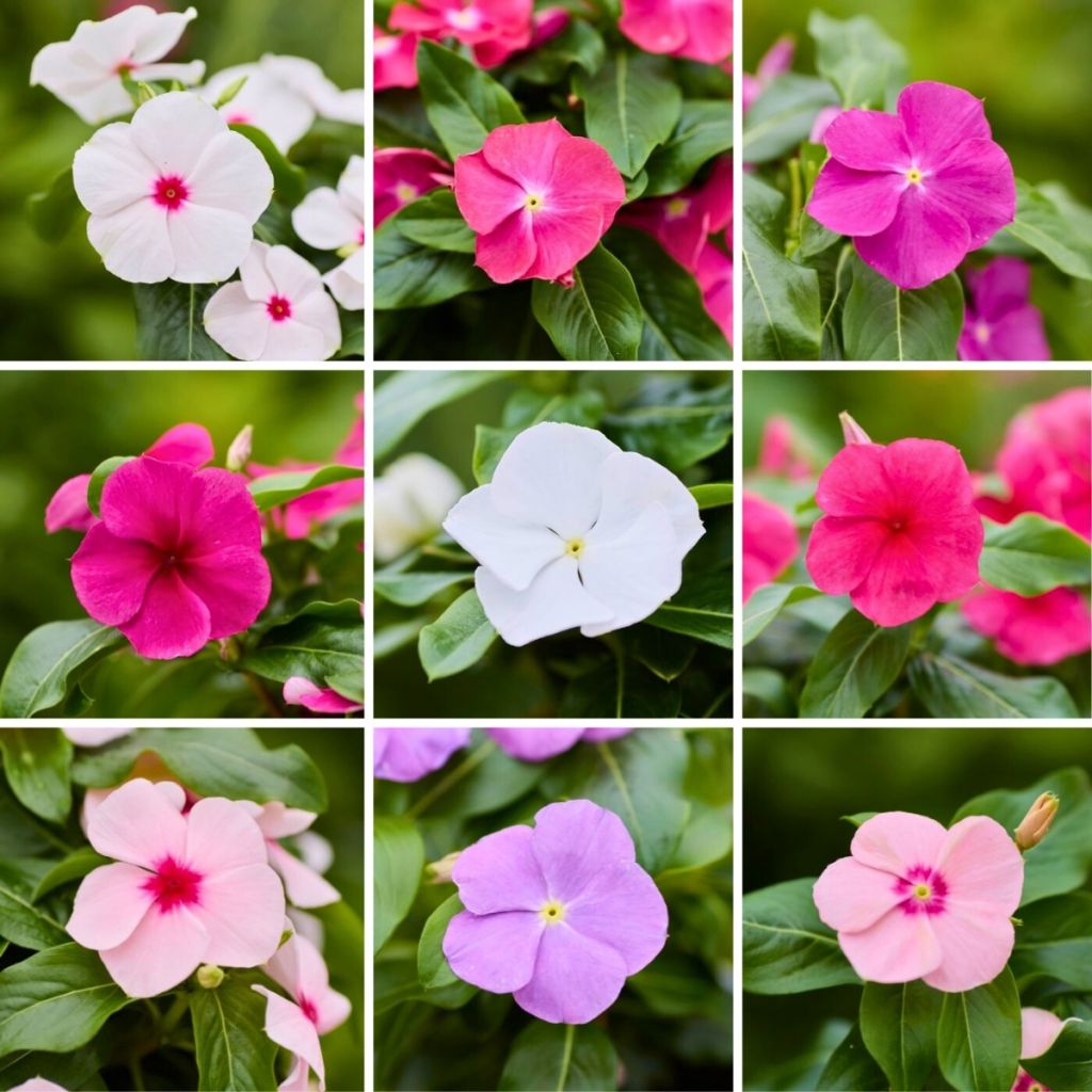 Catharanthus roseus Heatwave Mix (semi) - Pervinca del Madagascar