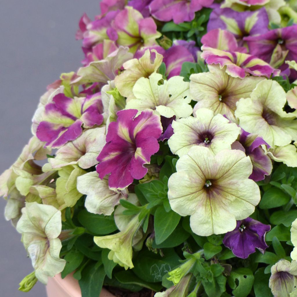 Petunia Shake Raspberry