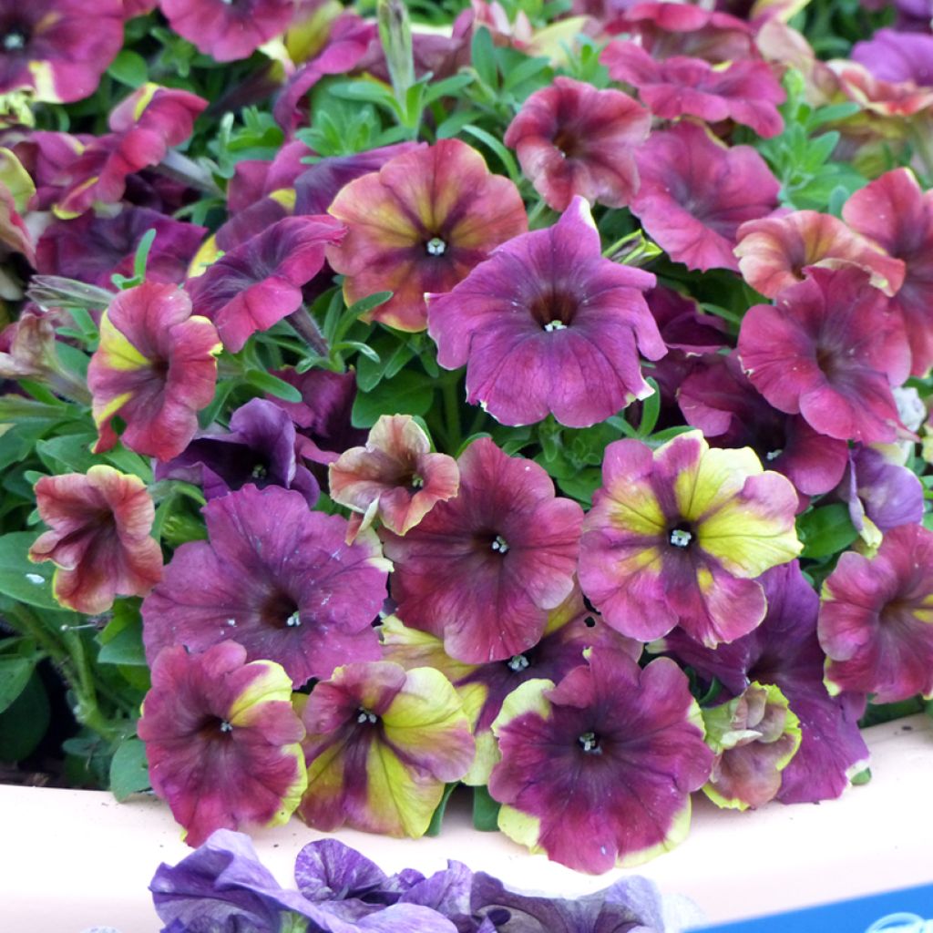 Petunia Shake Raspberry