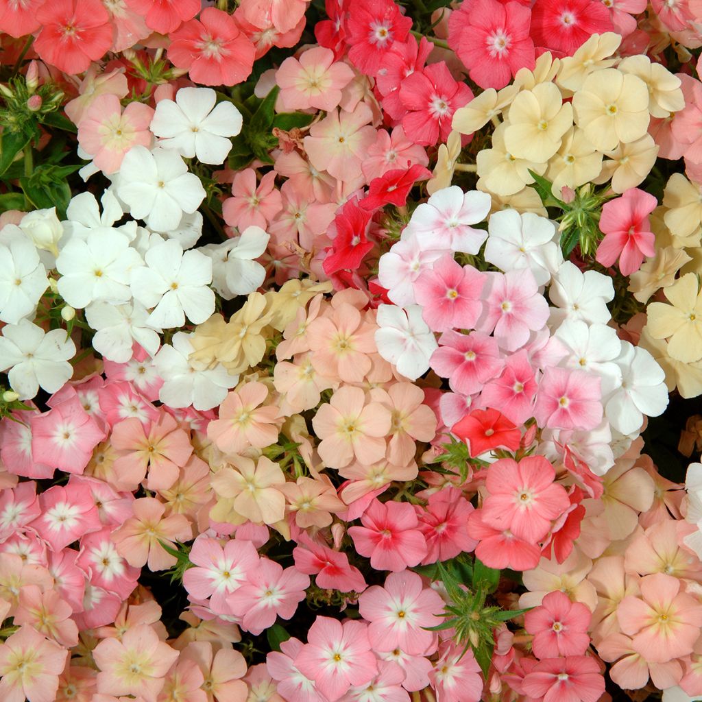 Phlox drummondii Beauty Coral Reef (semi)