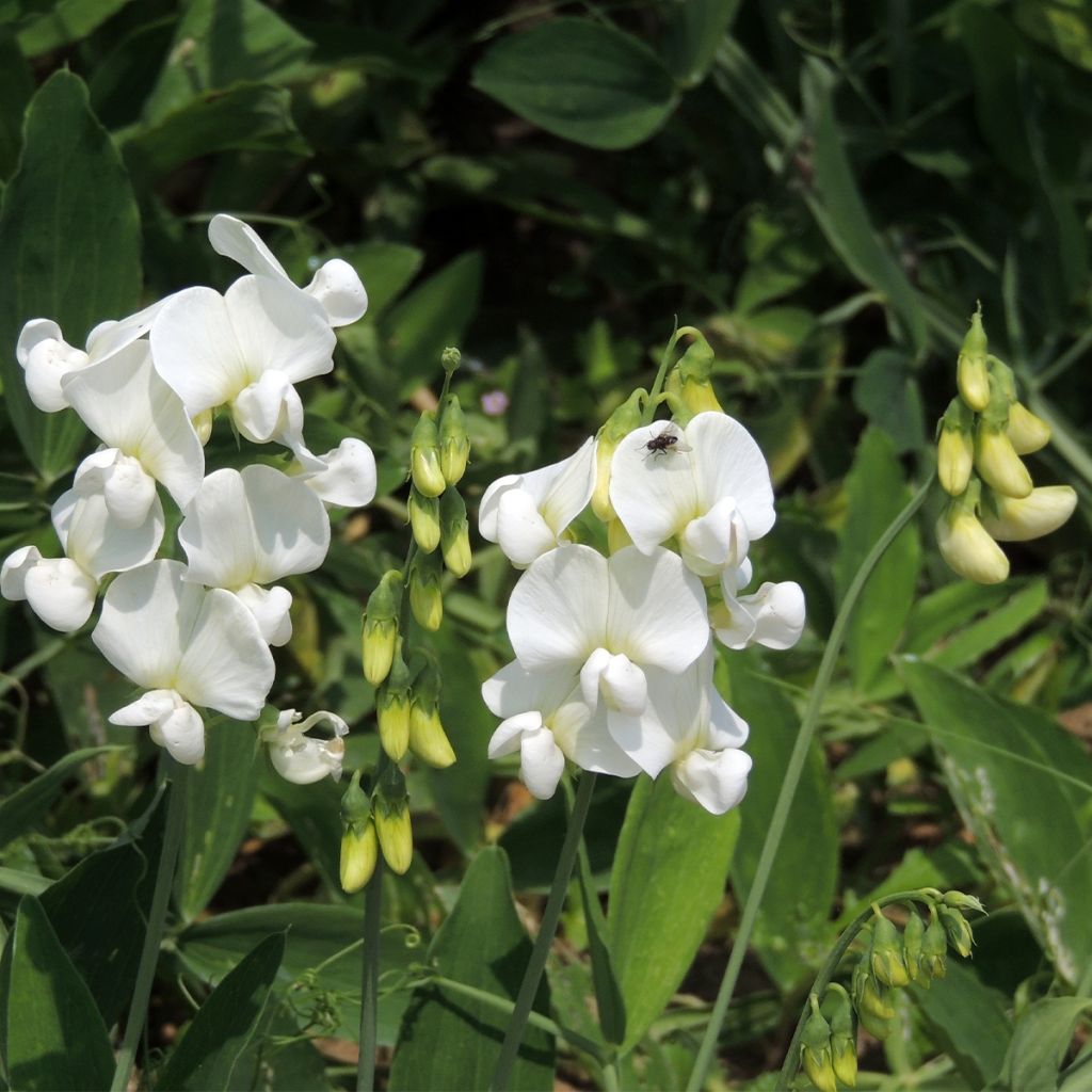 Graines de Pois de senteur White Pearl - Lathyrus latifolius