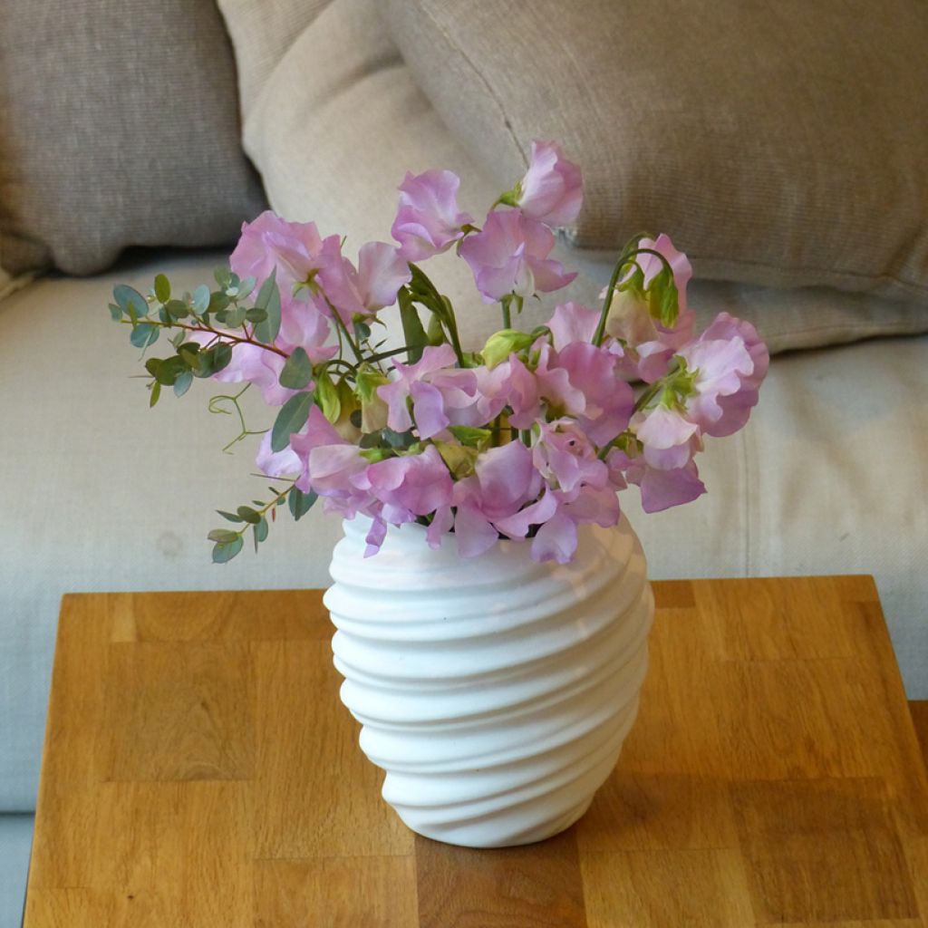 Pisello odoroso Winter Sunshine Opal (semi)