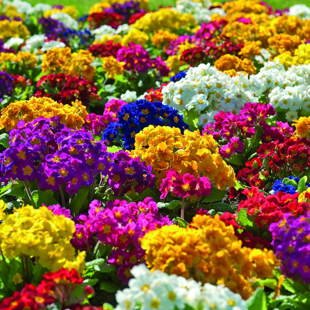 Primula elatior Crescendo® Mix (primed) (semi) - Primula maggiore