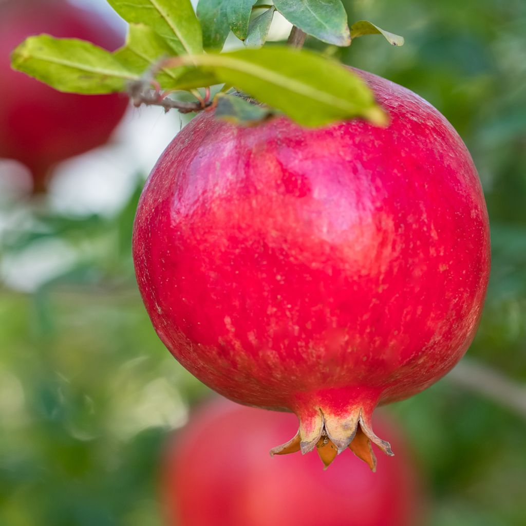 Melograno (semi) - Punica granatum