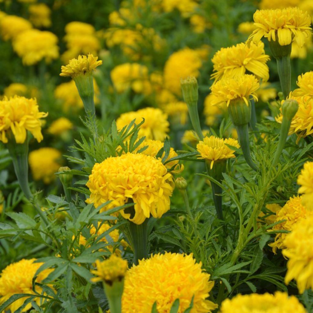 Tagetes erecta Fantastic Yellow (semi) - Tagete eretta