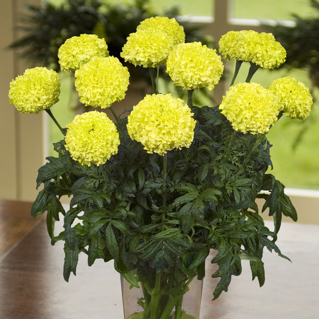 Tagetes erecta Nosento Limegreen F1 (semi) - Tagete erecta