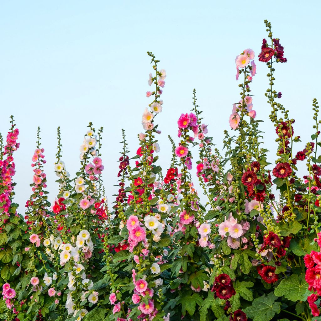 Alcea Antwerp Stars Mix - Malvarosa
