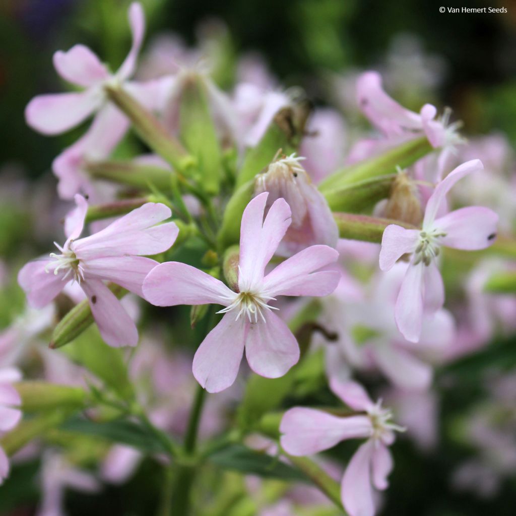 Saponaria ocymoides (semi) - Saponaria rossa
