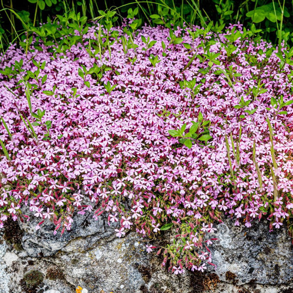 Saponaria ocymoides (semi) - Saponaria rossa