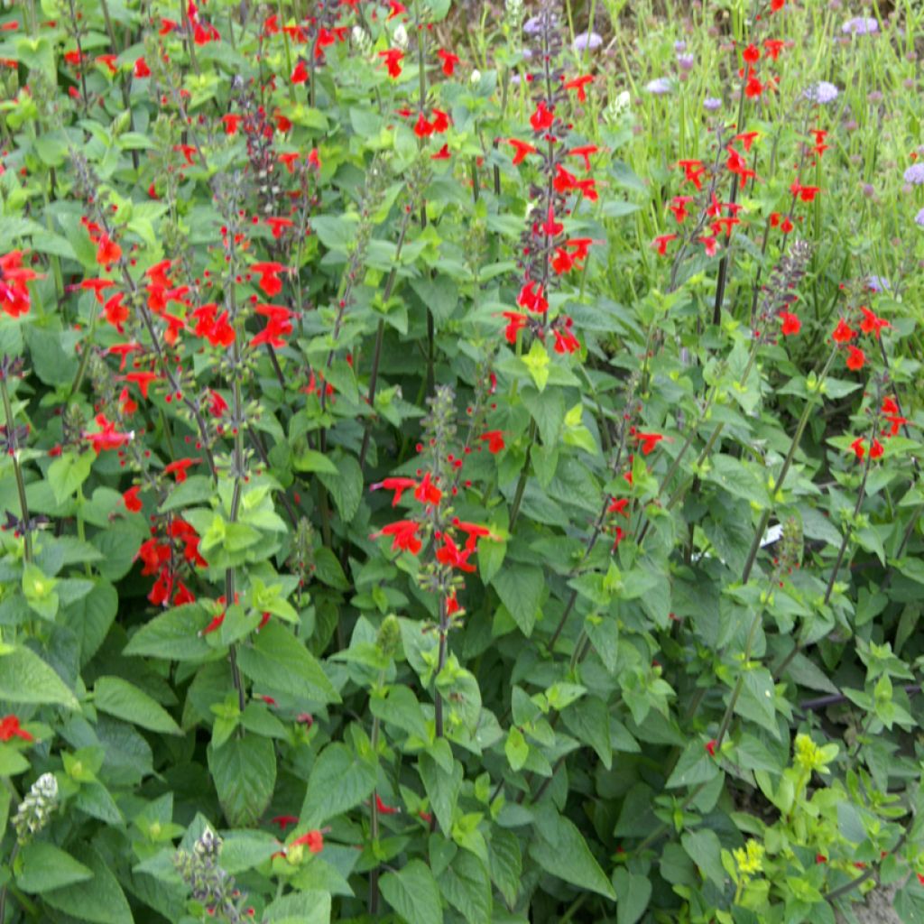 Salvia coccinea (semi)