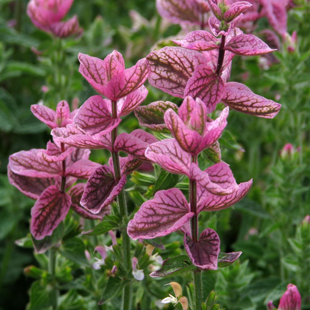 Salvia viridis Pink Sundae - Salvia annuale