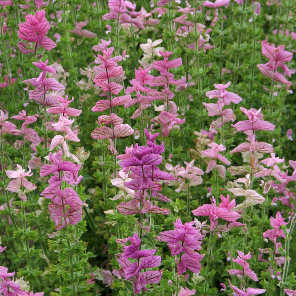 Salvia viridis Pink Sundae - Salvia annuale