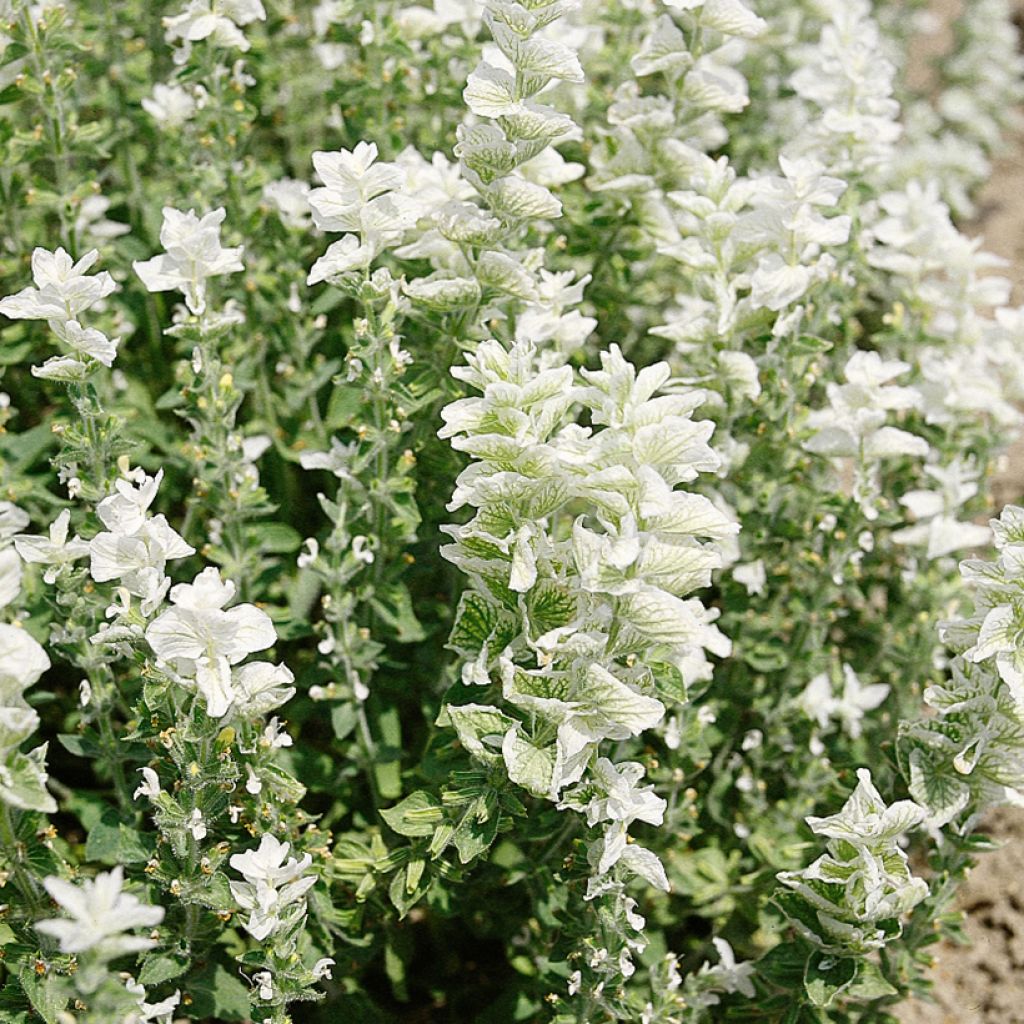Salvia viridis White Swan - Salvia annuale
