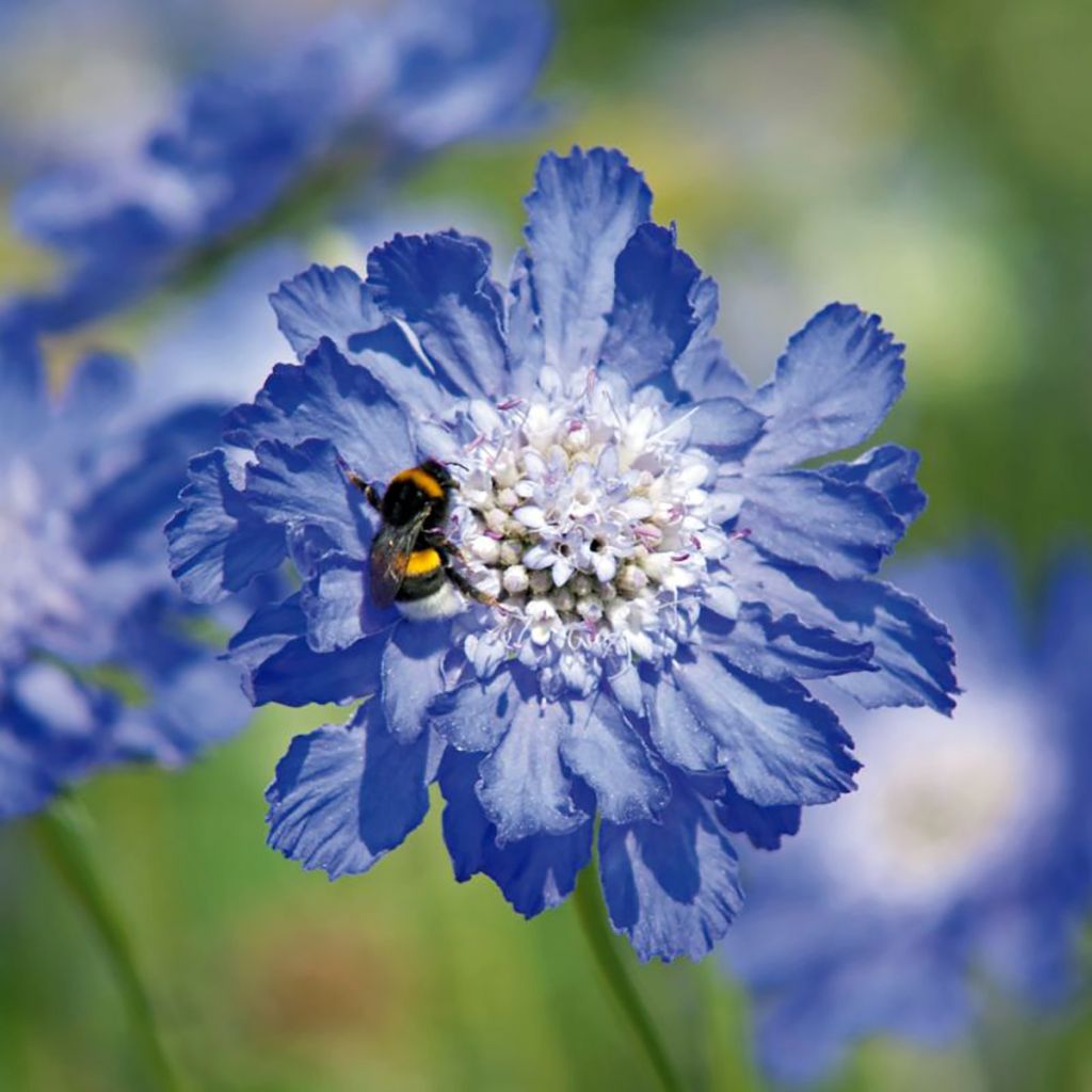 Scabiosa caucasica Fama Deep Blue (semi)
